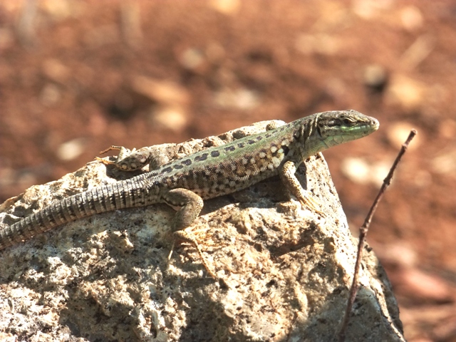 Podarcis melisellensis